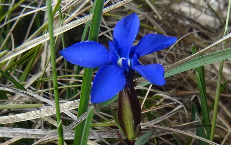 Gentiana verna subsp. verna ?